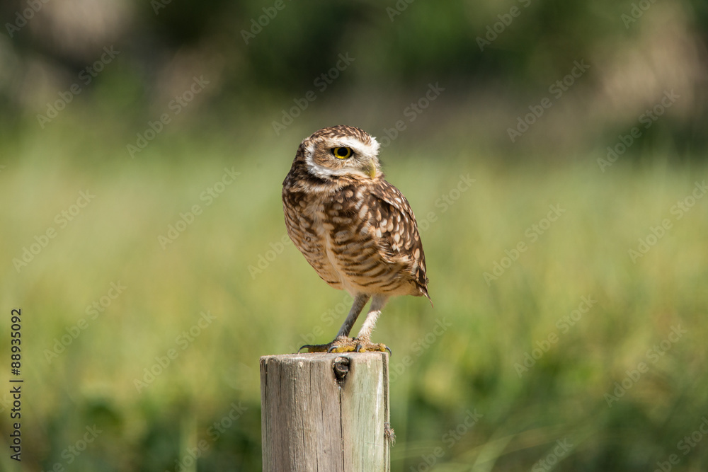 Fototapeta premium Burrowing Owl on Macaé beach.