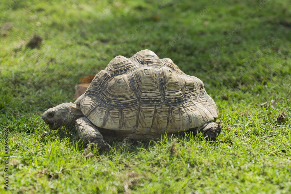 Obraz premium Old turtle on grass