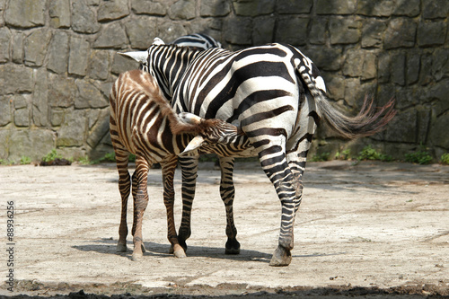 Selous  zebra  Equus quagga selousi  feeding its calf