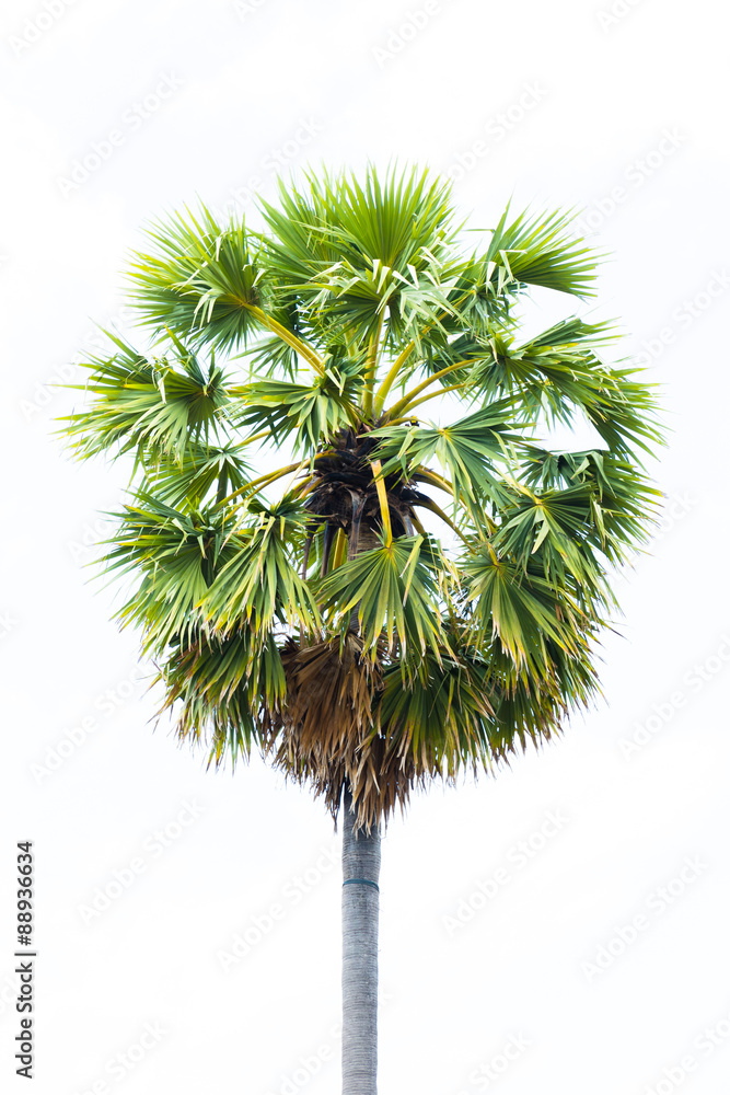 Sugar palms (borassus flabellifer) Asian Palmyra palm, Toddy palm