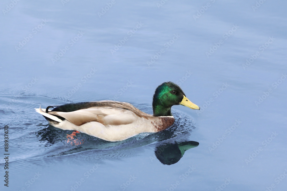 Obraz premium Duck on the Water 