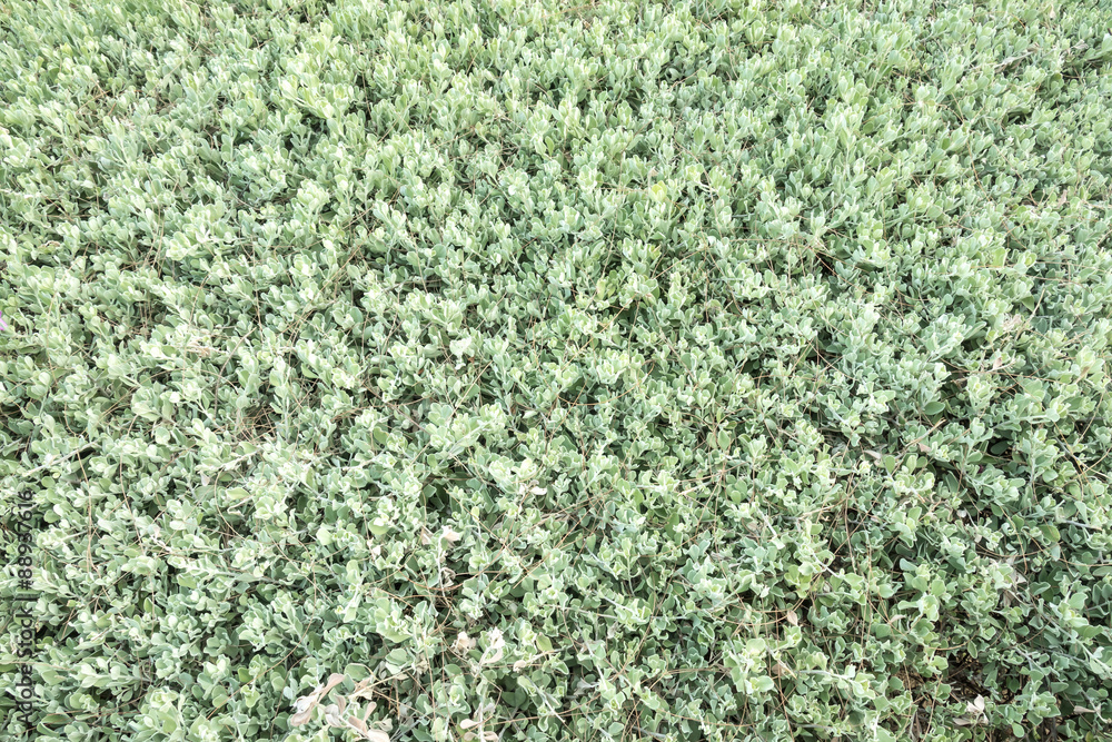 Green leaves background on tree in the garden Green leaves background on tree in the garden