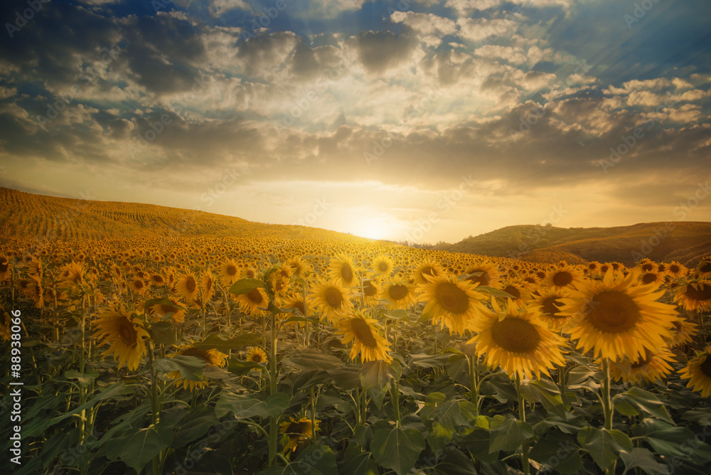 Fototapeta premium Sunflowers