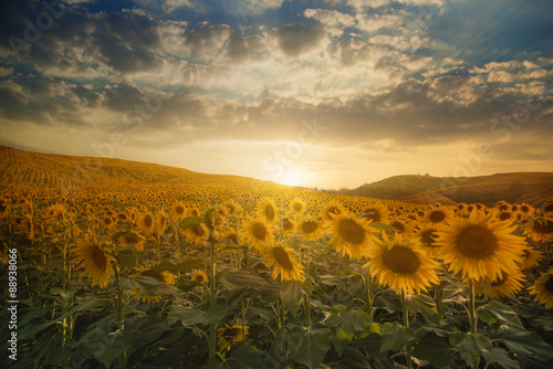 Fototapeta Naklejka Na Ścianę i Meble -  Sunflowers