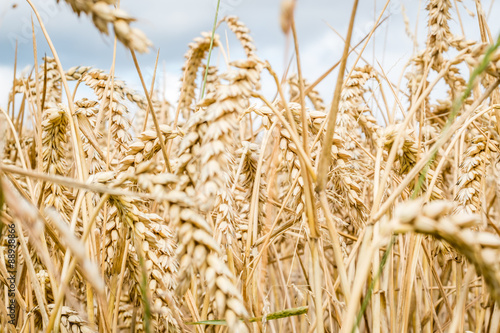 wheat field 