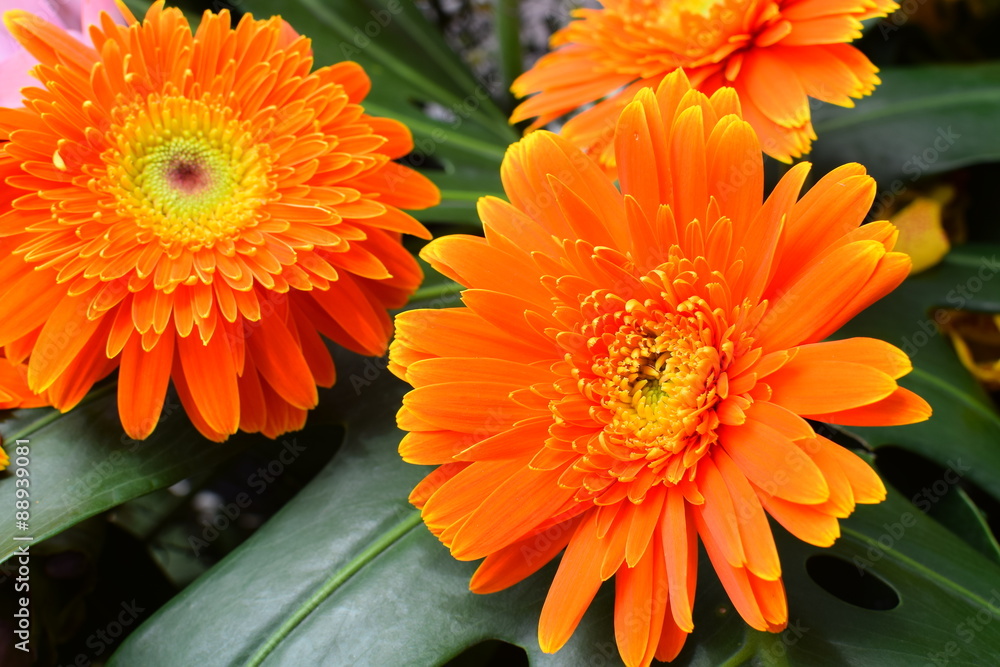 Marigold (Calendula officinalis) flower arrangement Marigold (Calendula officinalis) flower arrangement