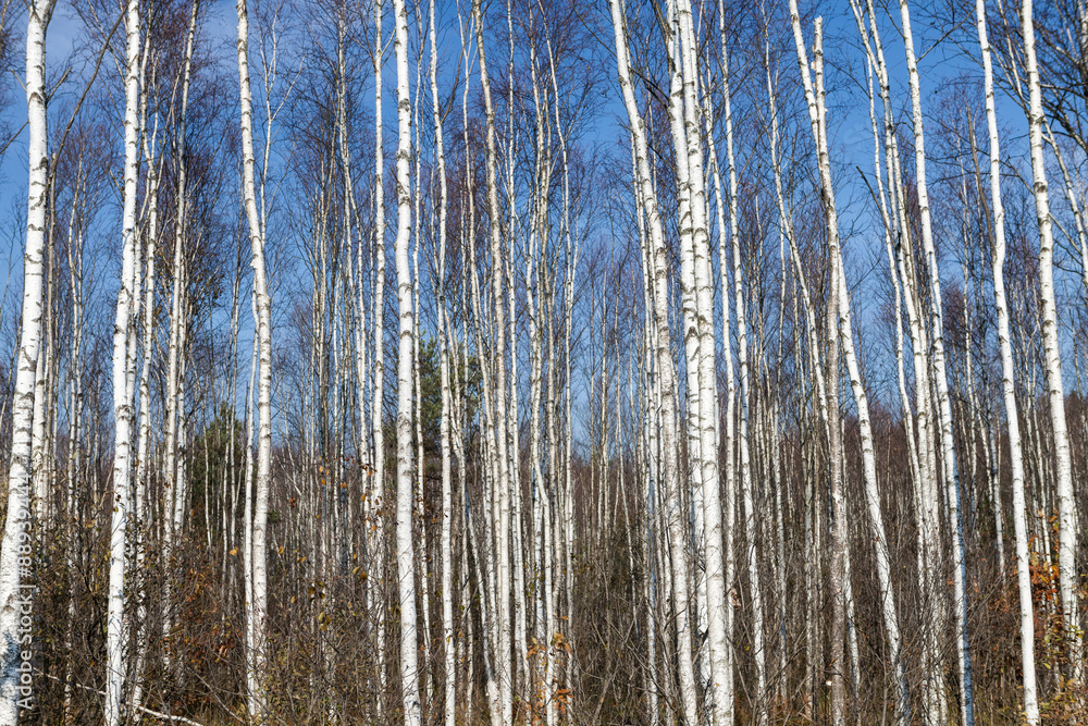 Birch trees arrangement Birch trees arrangement