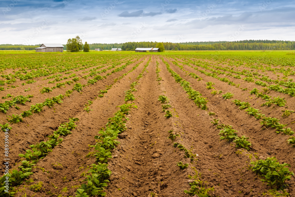 Rows Of Potatoes Rows Of Potatoes