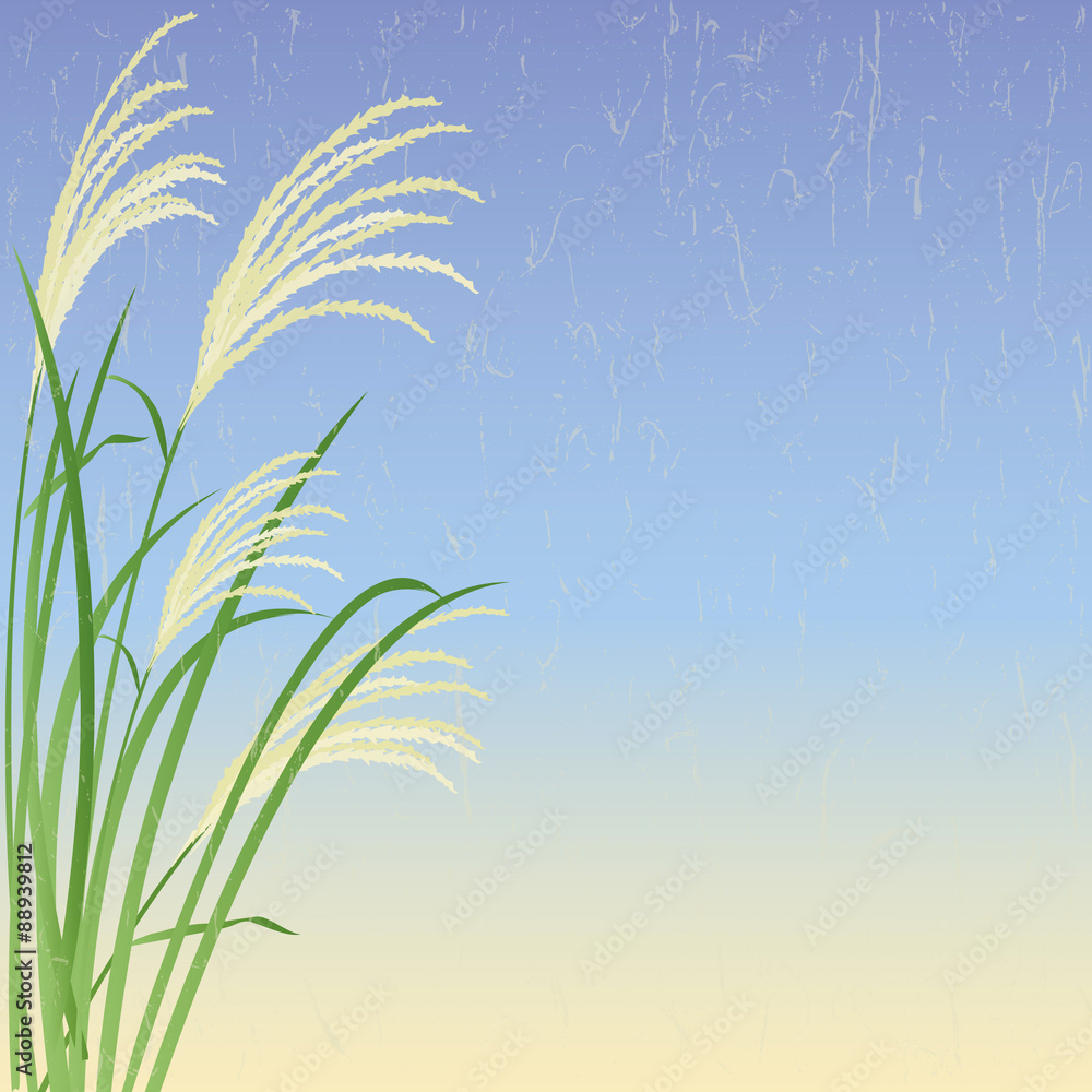 Fototapeta premium すすき イラスト