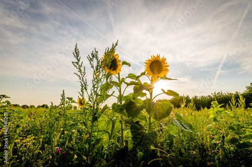 Sonnenblume photo