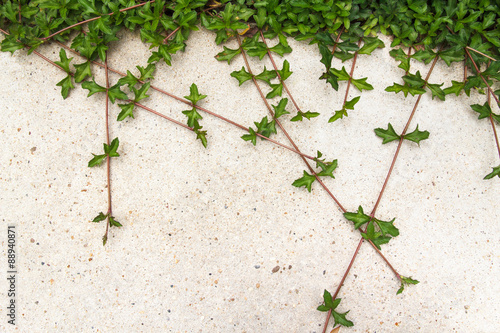 Green creeping plant on concrete background