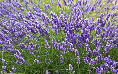 Bushes of lavender on a summer day