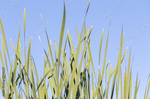 Green plants growing on lake shore (reeds or rushes)