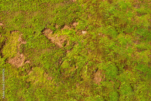 Natural green moss background