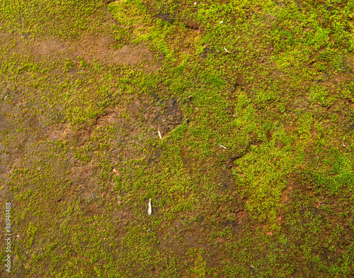 Natural green moss background