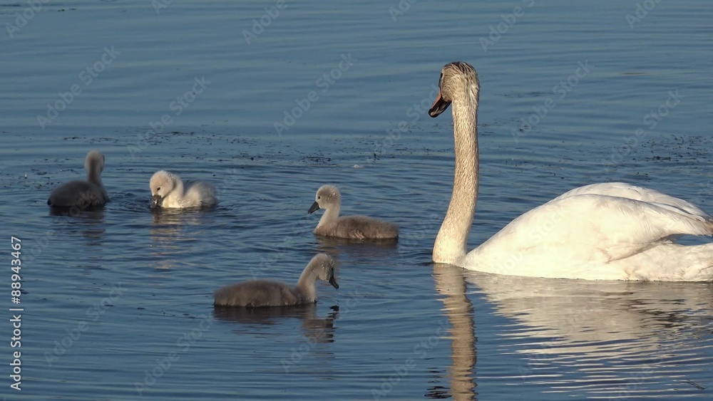 swan with cygnets swimming in the lake swan with cygnets swimming in the lake