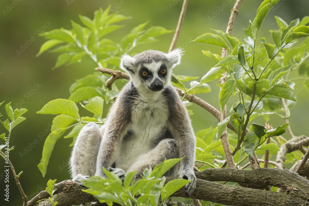 Fototapeta premium Ring-tailed Lemur