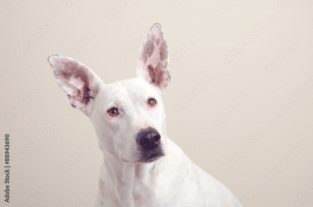 White English Bull Terrier Mixed Breed with large ears