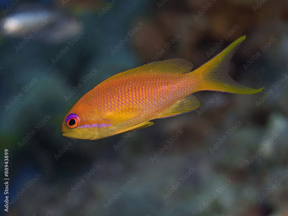 Naklejka premium Jewel fairy basslet, Juwelen Fahnenbarsch (Pseudanthias squamipinnis)