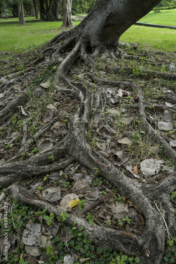 root tree in the park root tree in the park