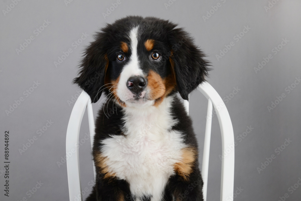 Bernese Mountain Dog Puppy sitting on chair Bernese Mountain Dog Puppy sitting on chair