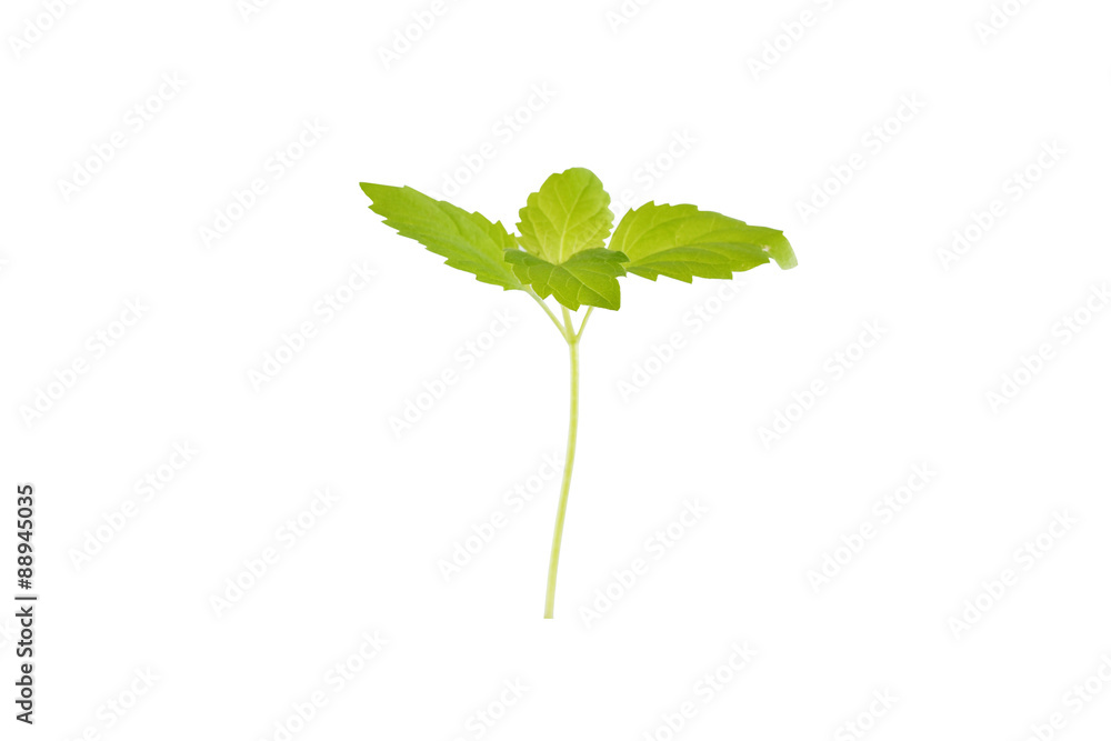 Fototapeta premium Green small tree isolated on white background with clipping path