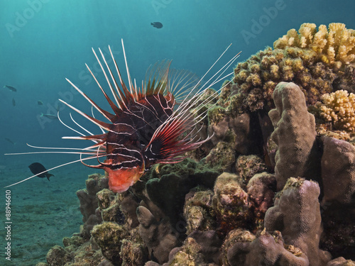 Clearfin lionfish, Strahlen-Rotfeuerfisch (Pterois radiata) photo