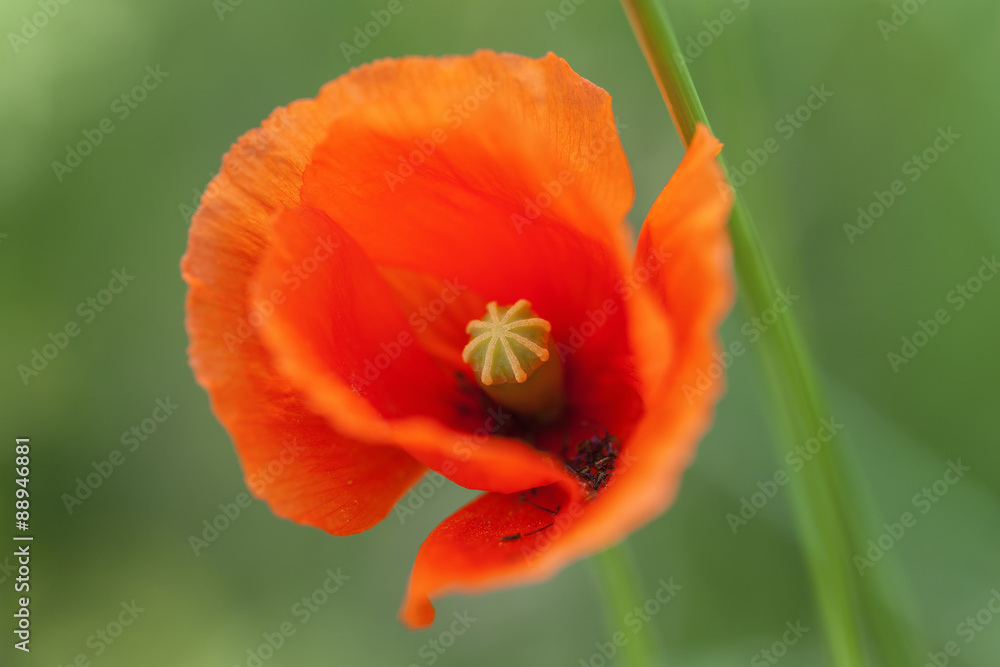 Mohnblüte - Papaver in einer Makroaufnahme Mohnblüte - Papaver in einer Makroaufnahme