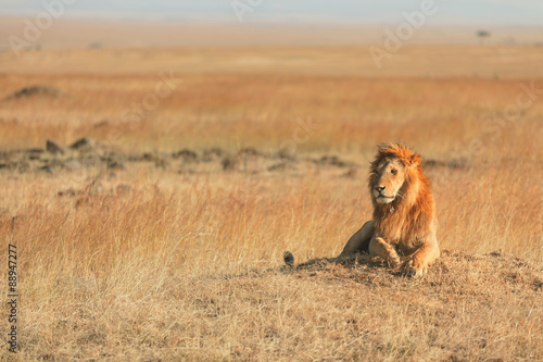 Male lion in Masai Mara © ivanmateev