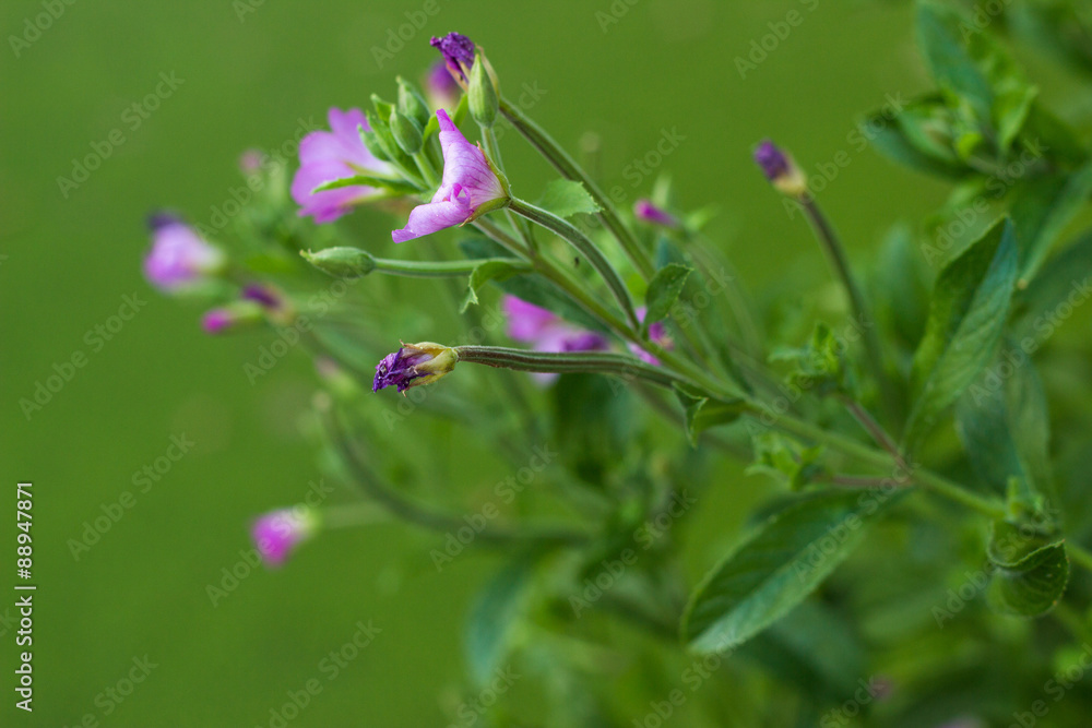 Lila Blume wächst am Rande eines Teiches im Sommer Lila Blume wächst am Rande eines Teiches im Sommer
