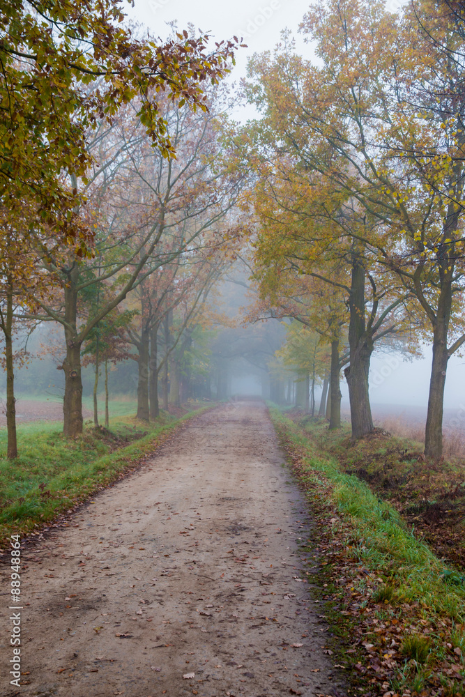 Foggy autumn morning