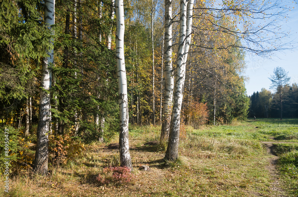 Fototapeta premium Autumn sunny landscape of North-West Russia 