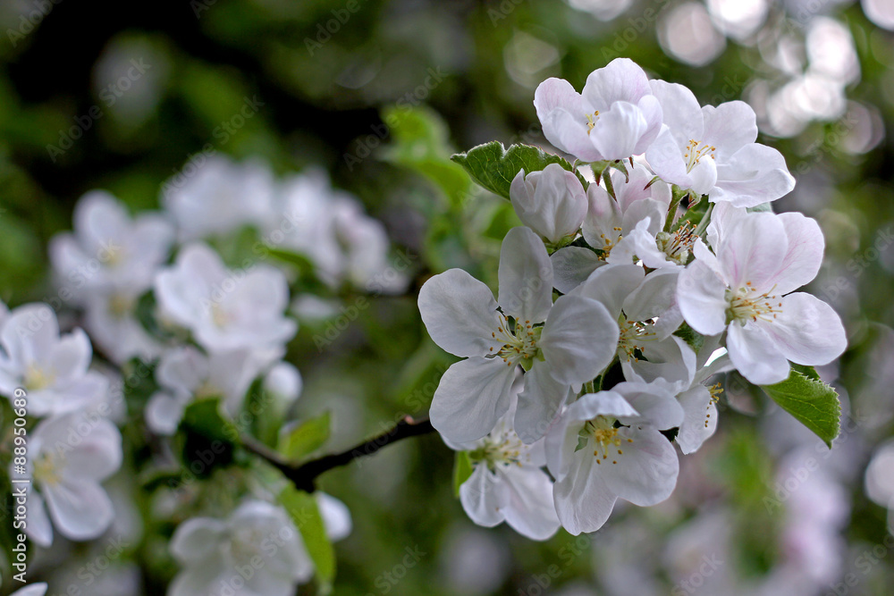 Apple flowers, Apple tree blossom