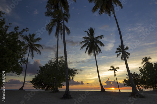 Sunset behind palms