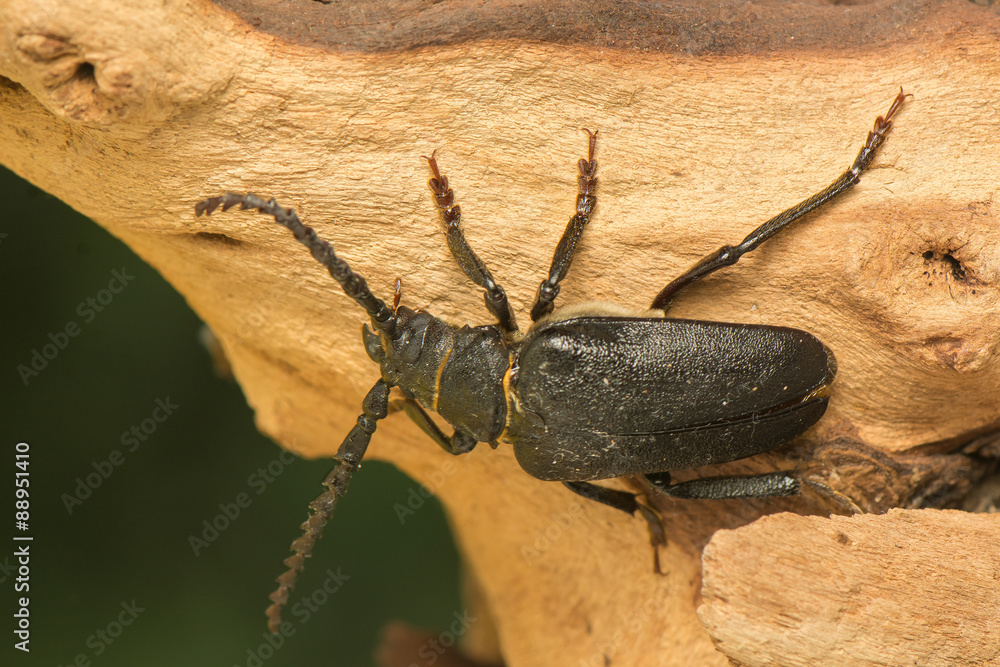 Big beetle