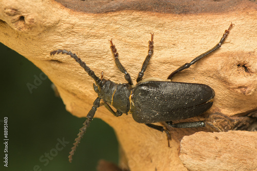 Obraz na płótnie Big beetle w salonie