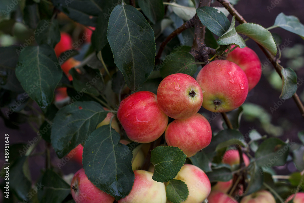 Obraz premium Ripe apples on the tree