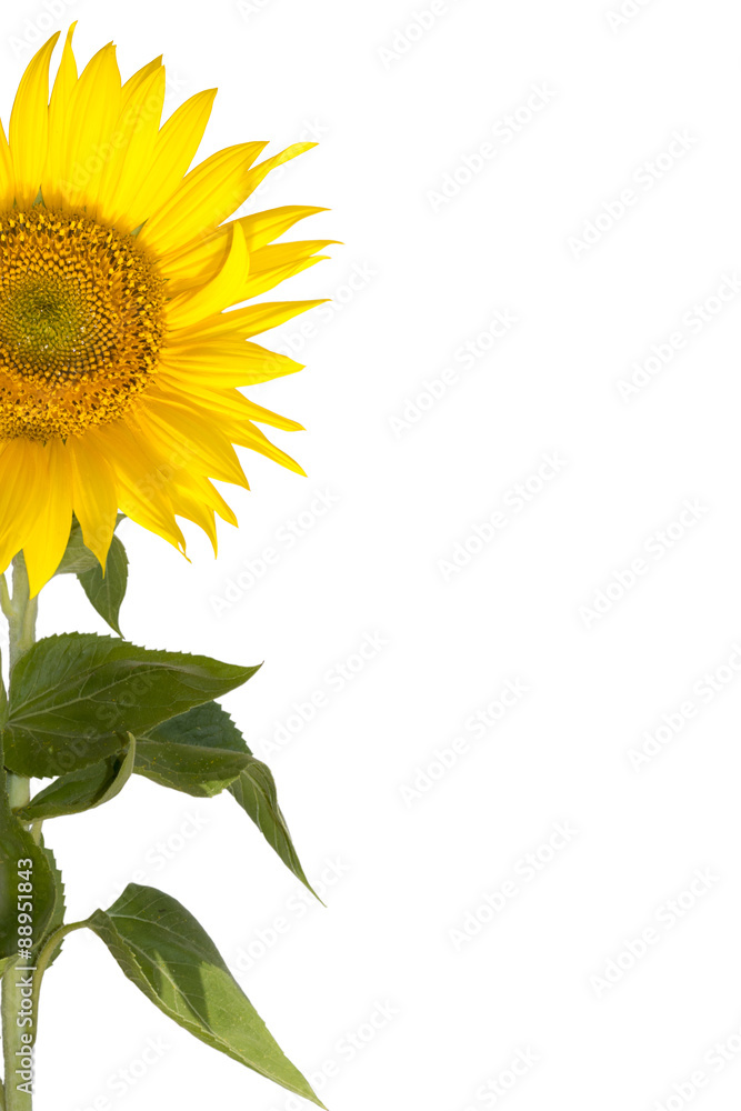 Fototapeta premium Sunflower isolated on white background