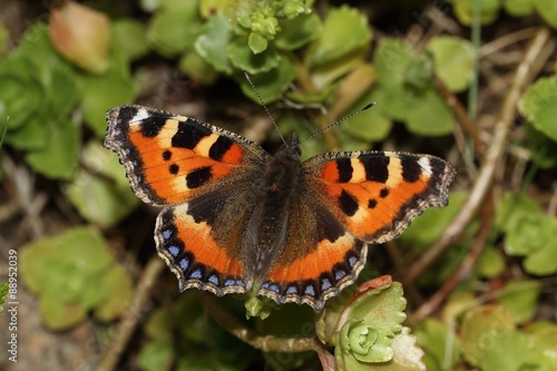 The Small tortoiseshell (Aglais urticae) are sitting on the flowers. #88952039