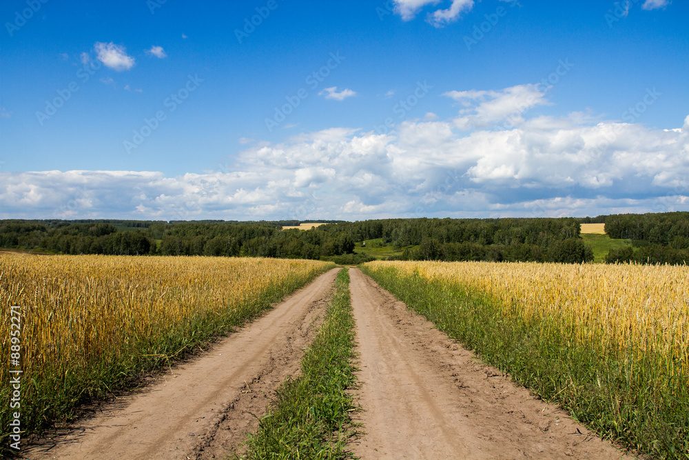 Полевая дорога, идущая сквозь пшеничное поле к виднеющемуся на горизонте лесу. Голубое небо, пышные белые облака 