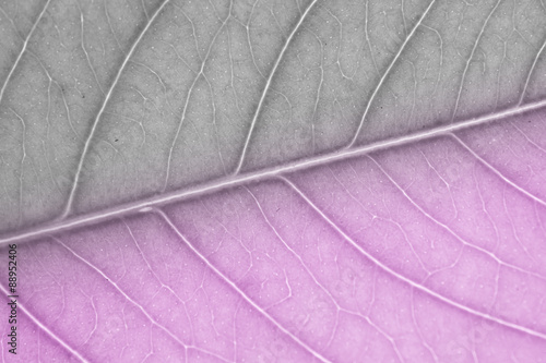 Black and white with purple color filtered to leaf background te