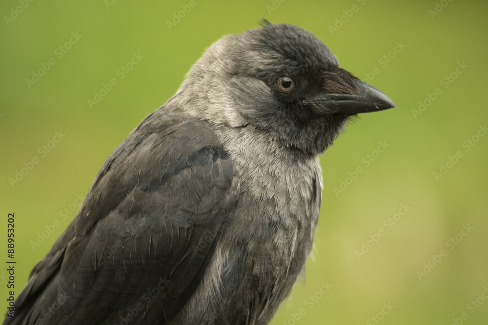 Jackdaw