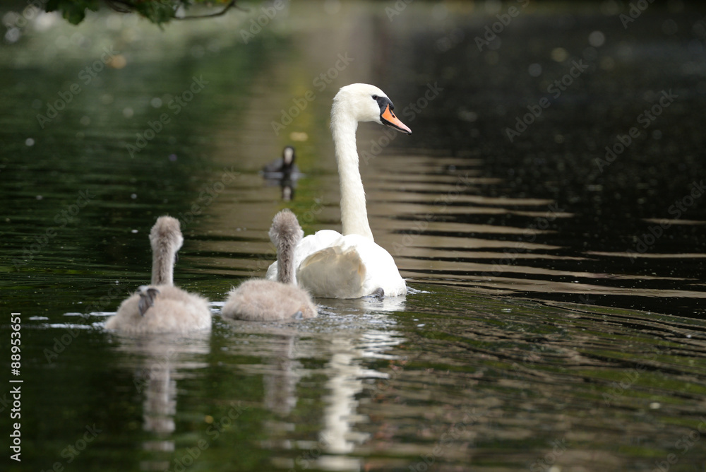 Fototapeta premium Mute Swan with nestlings