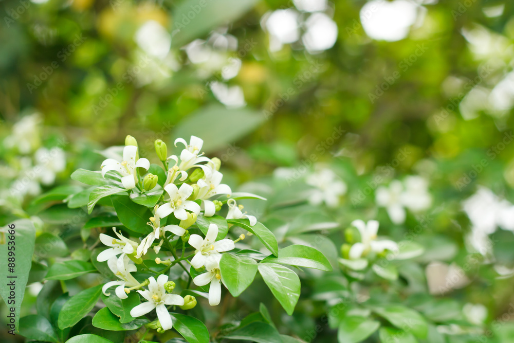Orange Jessamine, Satin-wood, Cosmetic Bark Tree Orange Jessamine, Satin-wood, Cosmetic Bark Tree