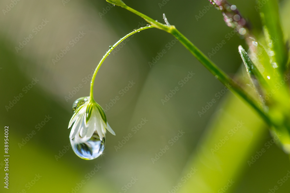 Water drop and flower