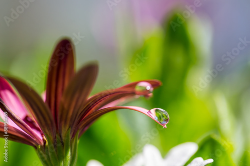 Dark orange flower and droplet © Jari Sokka