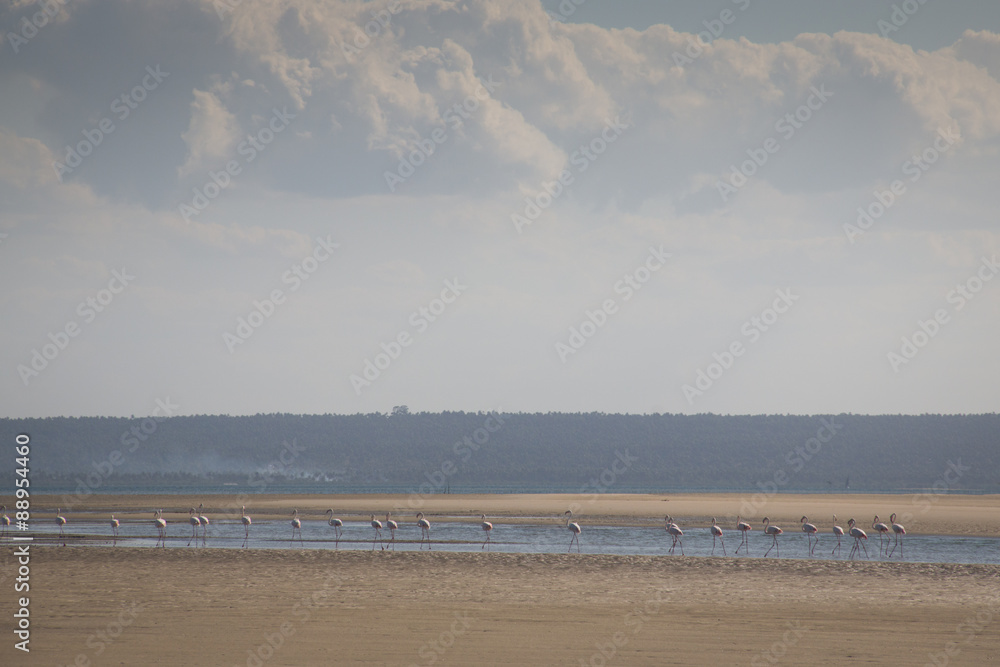 Flamingos at the coast of a small island near Barra and Praia do Tofo in Inhambane, Mozambique
