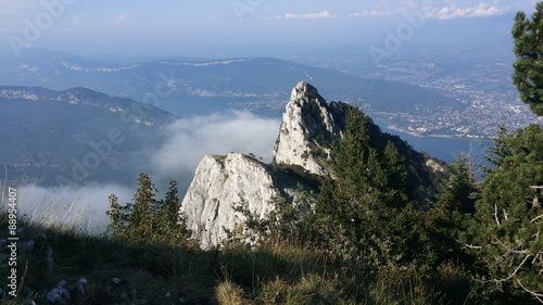 Dent du chat