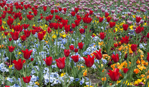 Fototapeta Naklejka Na Ścianę i Meble -  Multicolored tulips. 