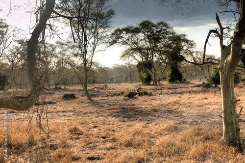 A forest of fever trees in the National Park Gorongosa in the center of Mozambique
 photo